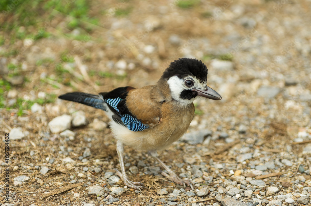Obraz premium Garrulus is a genus of Old World jays, passerine birds in the family Corvidae.
