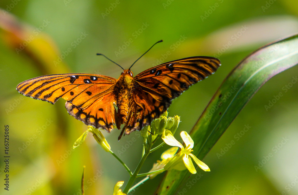 Obraz premium Magnificent butterfly