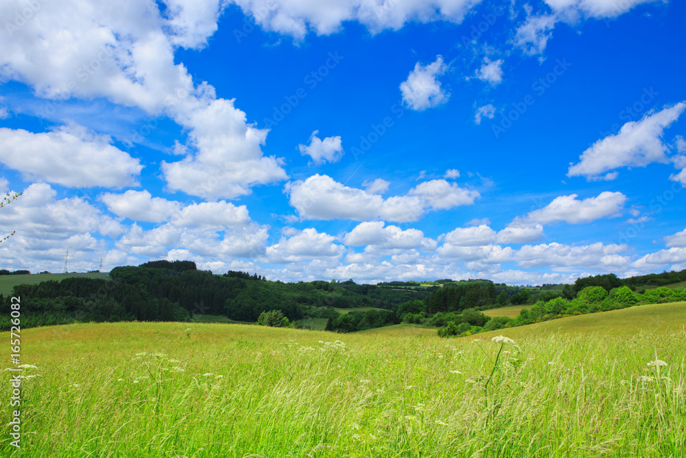 Field with green grass and blue sky with clouds. Field with green grass and blue sky with clouds.