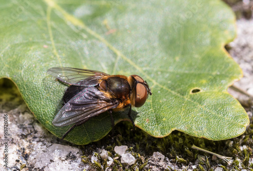 Parasitic Tachina fly Phasia hemiptera from Mandal, Norway, in summer, july photo