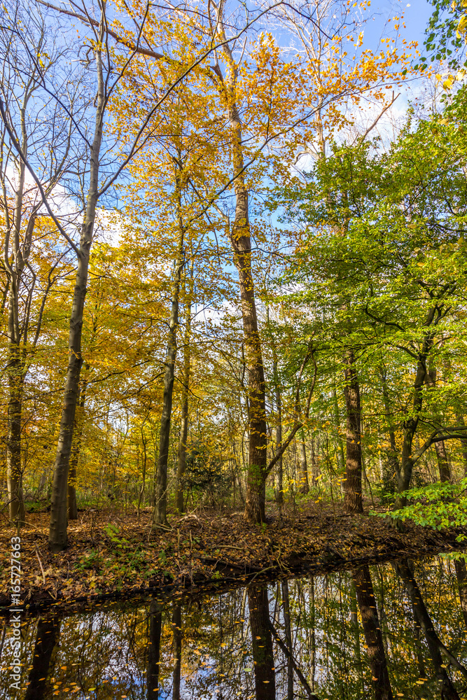Fototapeta premium autumn forest in full beauty