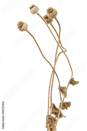 Fototapeta Naklejka Na Ścianę i Meble -  Dried poppy box and stems, isolated on white background
