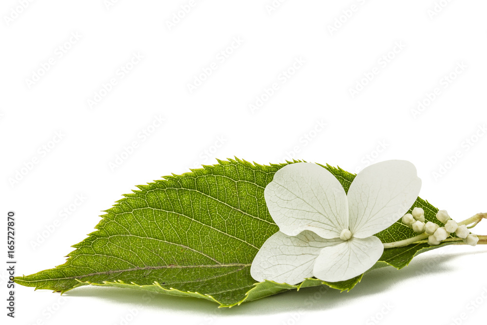 Flower of hydrangea closeup, lat. Hydrangea paniculata, isolated on