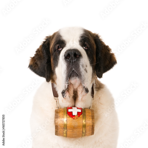 Portrait of a Saint Bernard dog with typical keg barrel. White background. photo