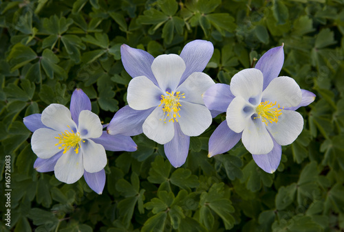 Fotografie Colorado blue Columbine blossoms, Yankee Boy Basin, near Ouray, Colorado