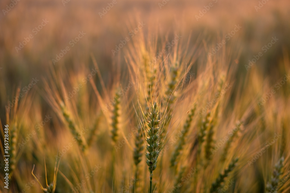 Golden field of ripe wheat in the evening Golden field of ripe wheat in the evening