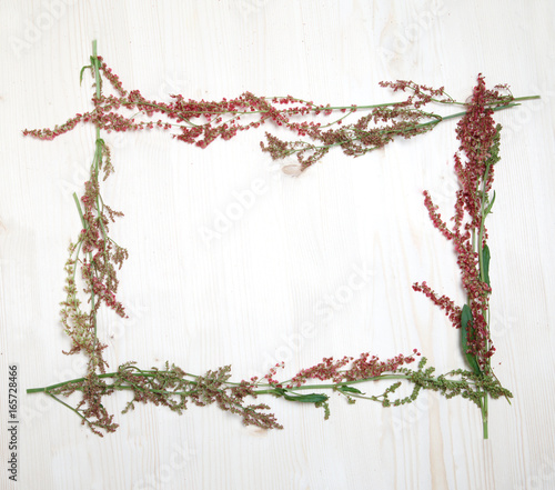 A vegetable frame of sorrel inflorescence.