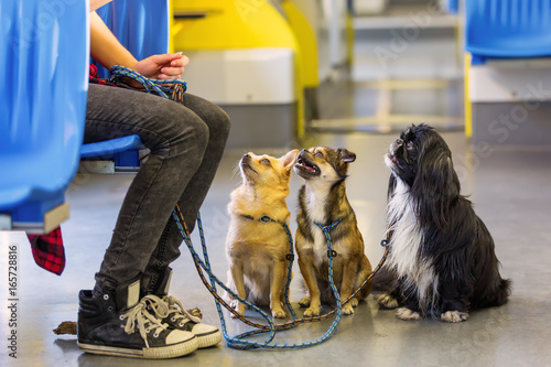 Photography woman sits with three dogs in a tram
