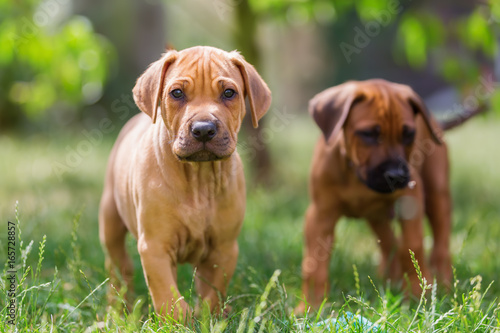 Fotografie rhodesian ridgeback puppies on the meadow