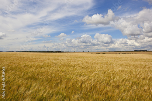 swaying summer barley