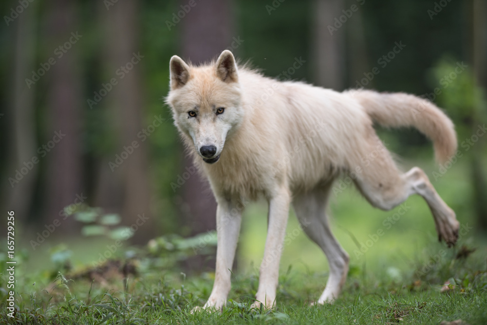 Fototapeta premium Loup arctique