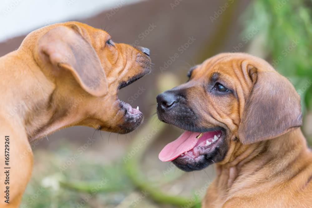 two rhodesian ridgeback puppies playing outdoors two rhodesian ridgeback puppies playing outdoors
