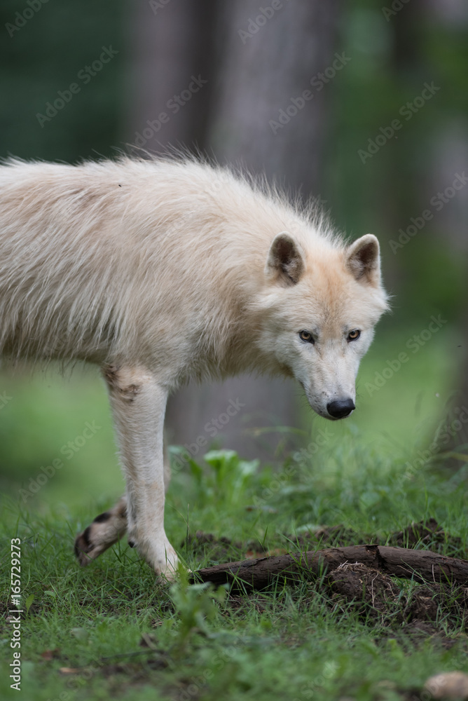 Loup arctique Loup arctique