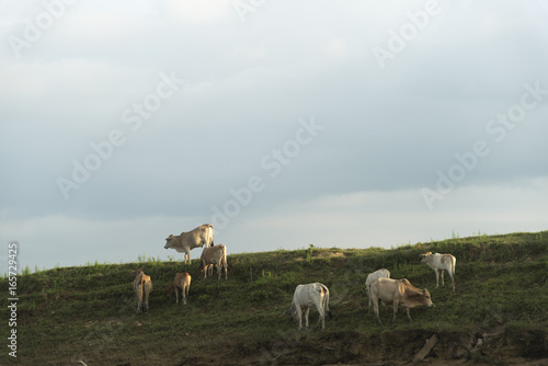 group of cattle in the farm field  Thailand