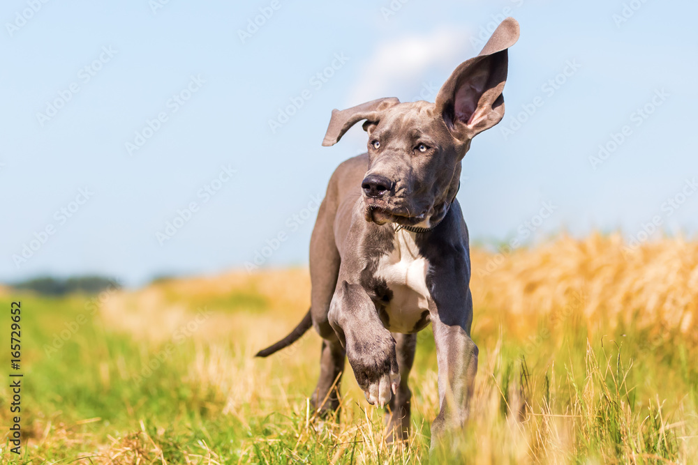 great dane puppy runs on a country path