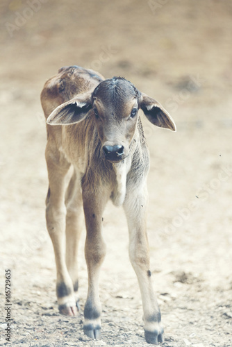 group of cattle in the farm...