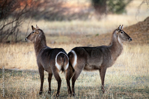 The waterbuck (Kobus ellipsiprymnus) two female waterbuck in the early morning light