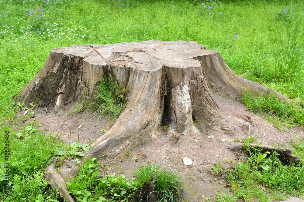 A large stump of a felled tree