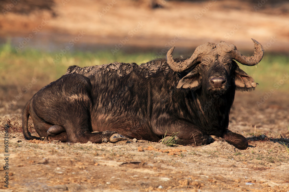 Fototapeta premium The African buffalo or Cape buffalo (Syncerus caffer) a large bull lying covered mud on the river bank