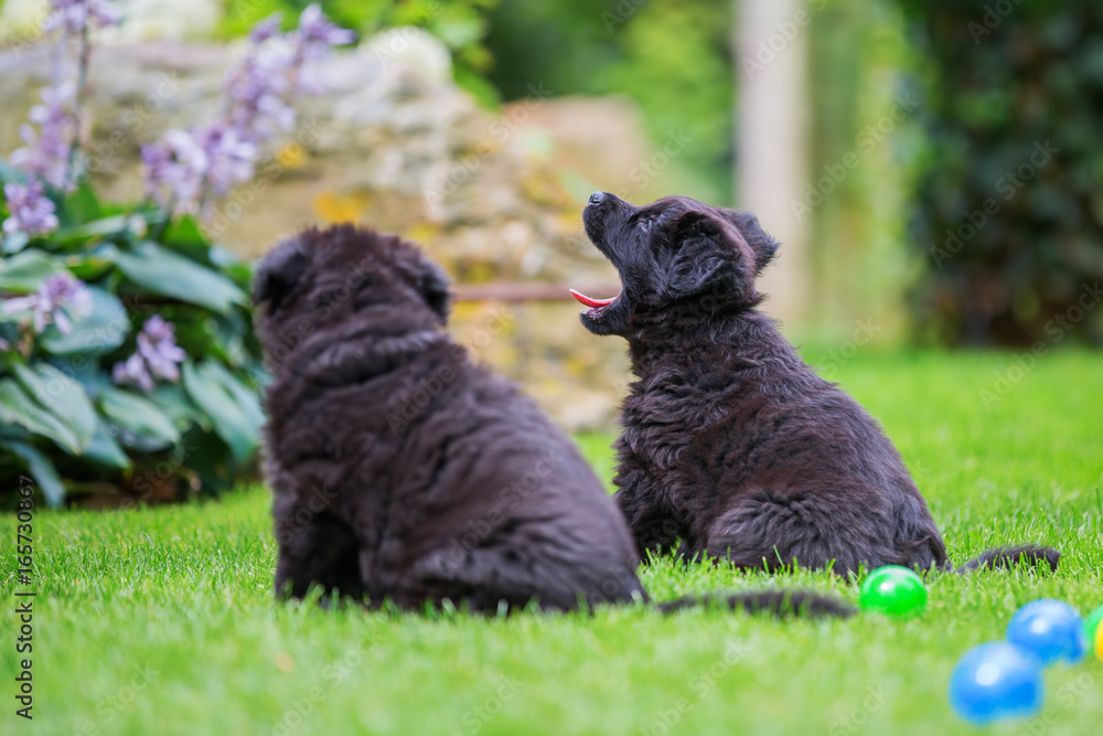 two old german shepherd puppies on the lawn two old german shepherd puppies on the lawn