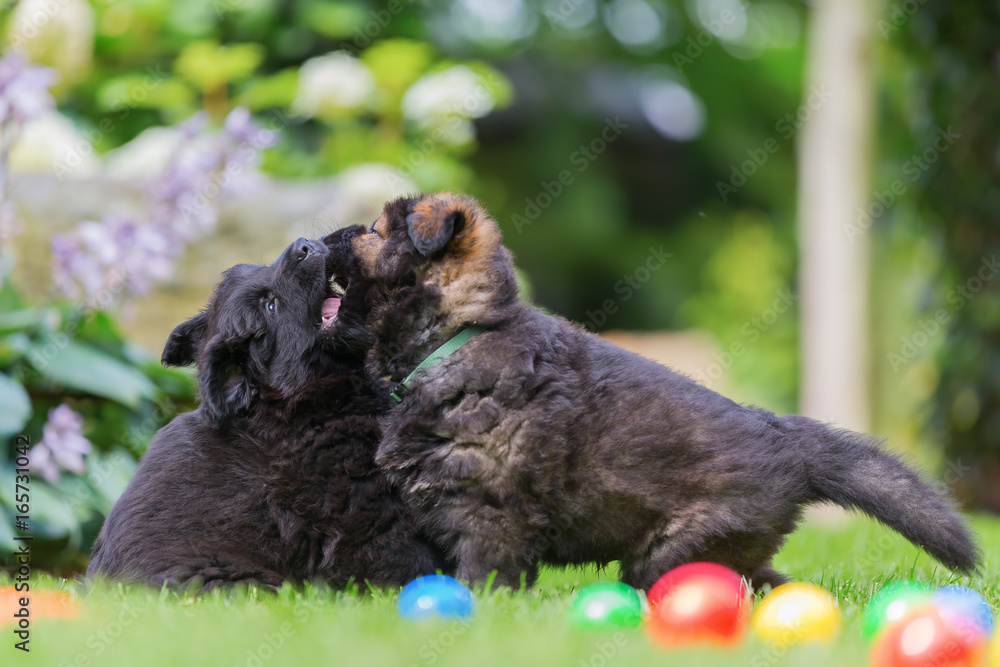 two old german shepherd puppies on the lawn