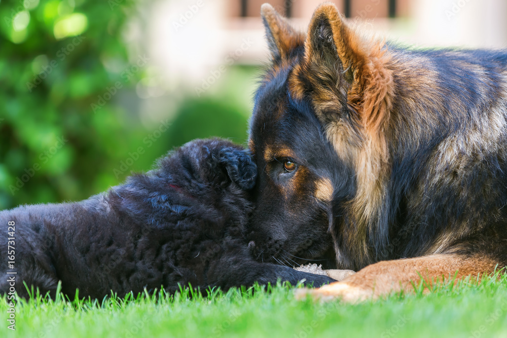 adult German Shepherd dog cuddles with a puppy