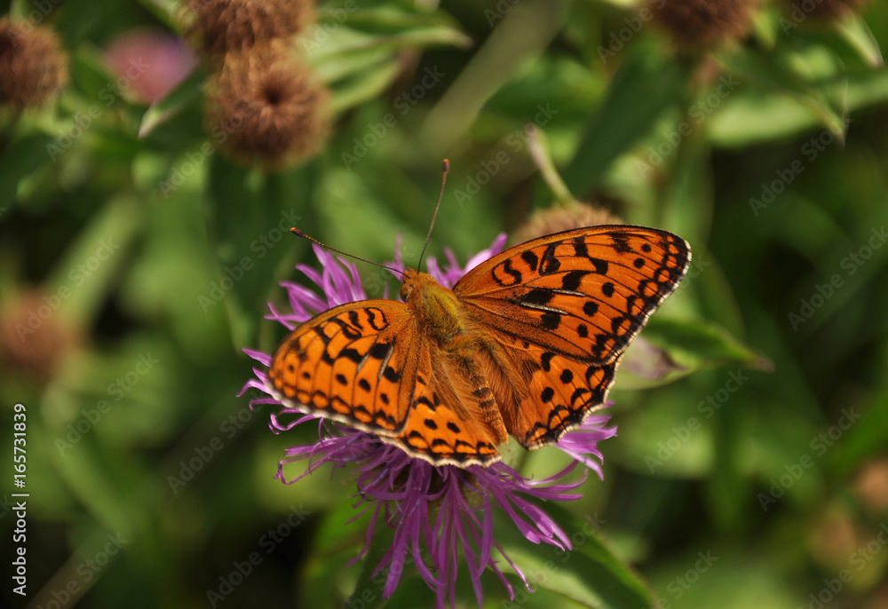 High Brown Fritillary (Fabriciana adippe) High Brown Fritillary (Fabriciana adippe)