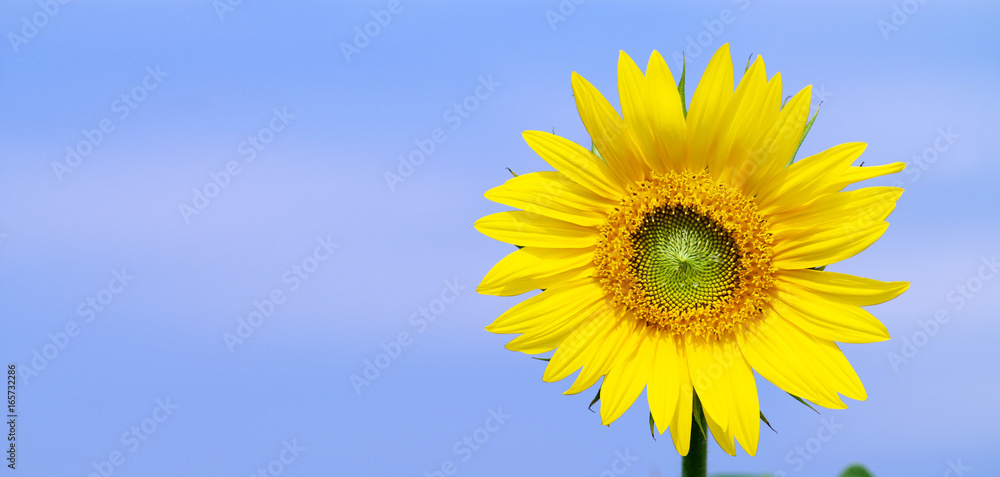 Obraz premium Wunderschöne Sonnenblume