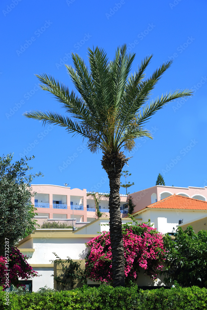 Piękna palma na tle błękitnego nieba, kwiatów i pięknej architektury w Grecji. - obrazy, fototapety, plakaty 