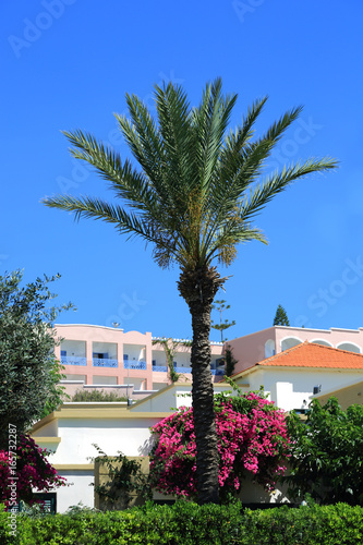 Piękna palma na tle błękitnego nieba, kwiatów i pięknej architektury w Grecji.