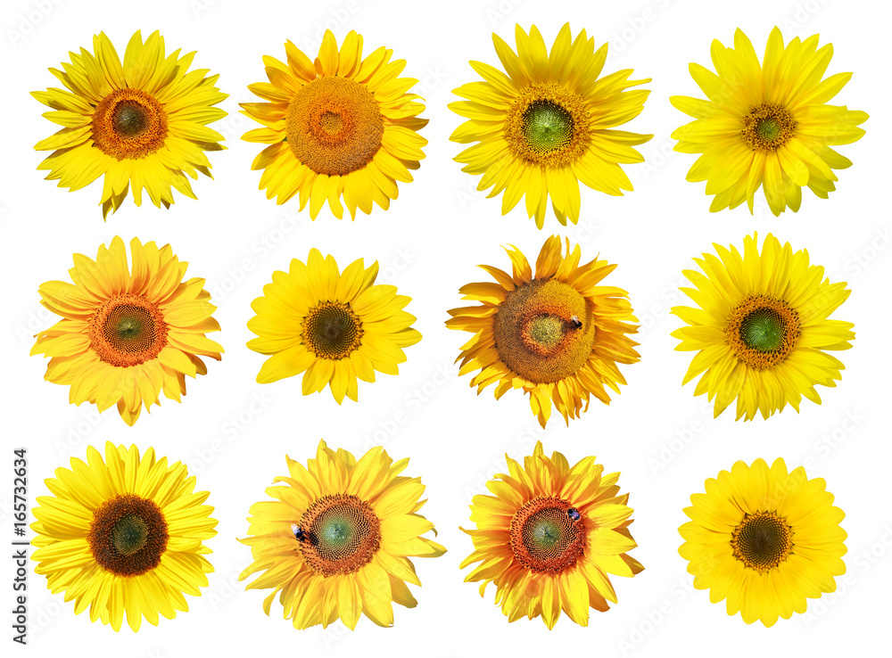 Sonnenblumen auf weissem Hintergrund Sonnenblumen auf weissem Hintergrund