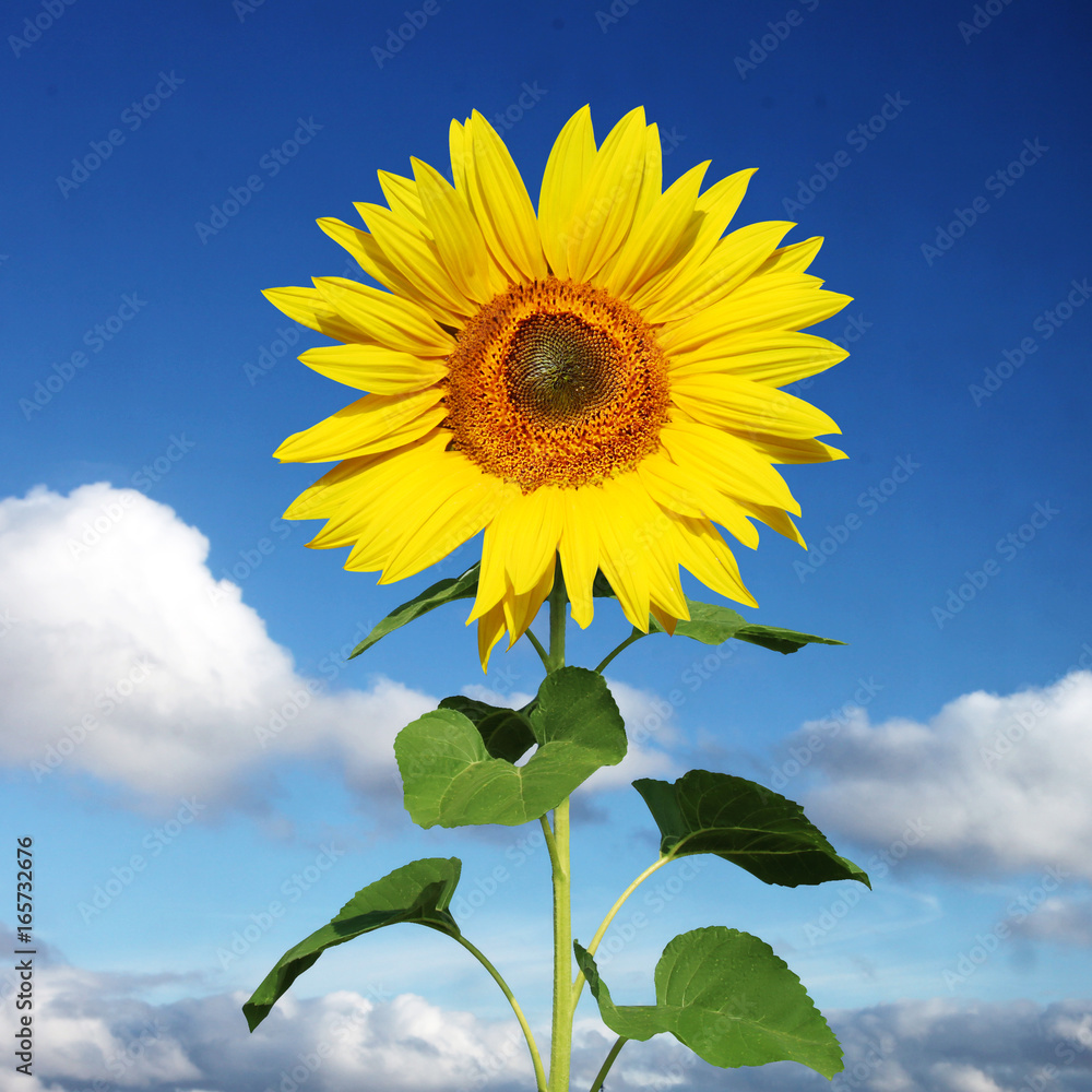 Naklejka premium Wunderschöne Sonnenblume