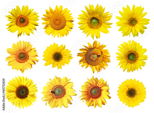 Fototapeta Naklejka Na Ścianę i Meble -  Sonnenblumen auf weissem Hintergrund