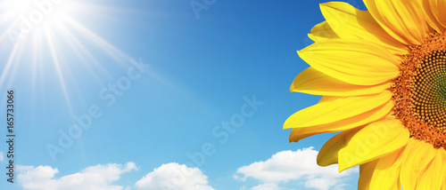 Fototapeta Naklejka Na Ścianę i Meble -  Wunderschöne Sonnenblume