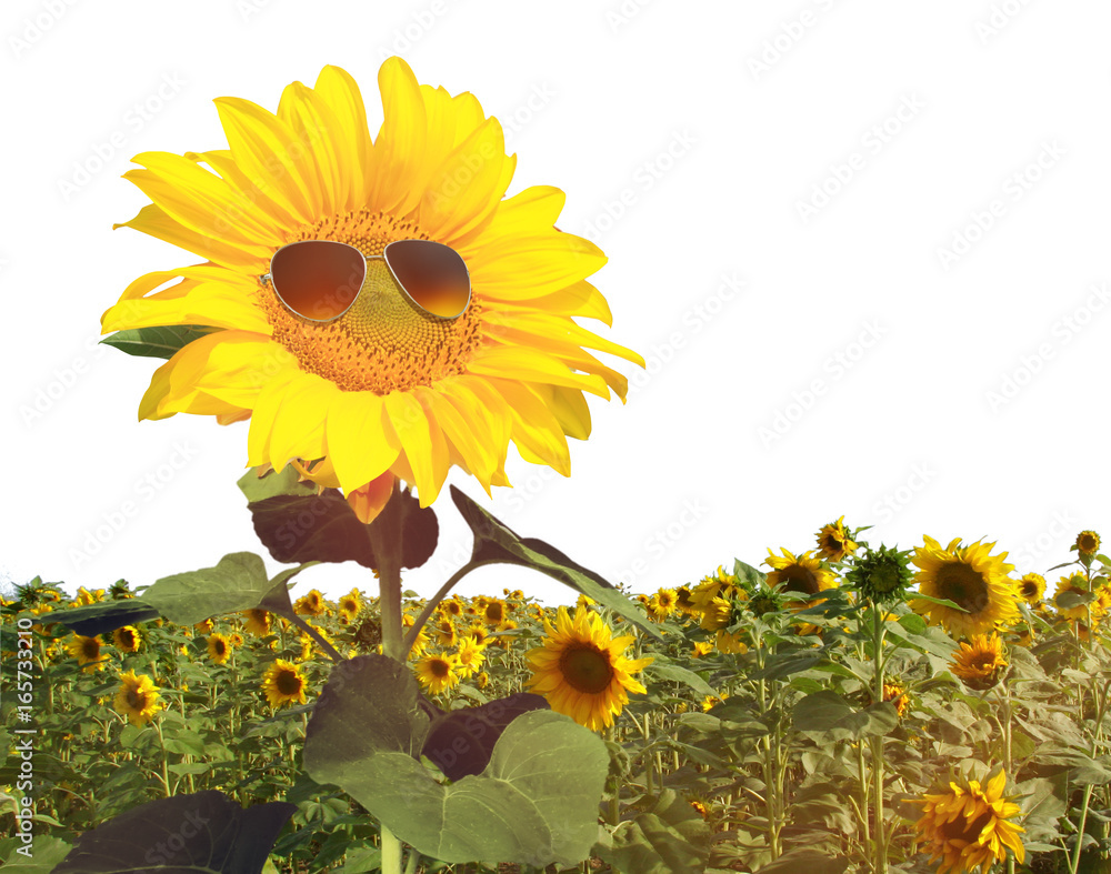 Obraz premium Sonnenblume mit Sonnenbrille auf weissem Hintergrund