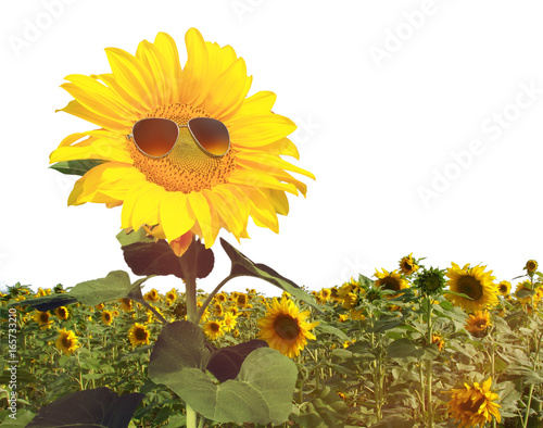 Fototapeta Naklejka Na Ścianę i Meble -  Sonnenblume mit Sonnenbrille auf weissem Hintergrund