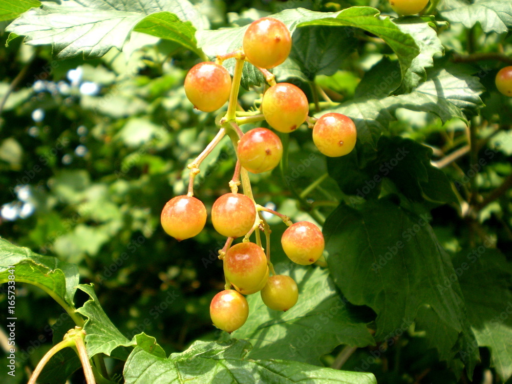 Photography of rowan berries on blurred green background Photography of rowan berries on blurred green background