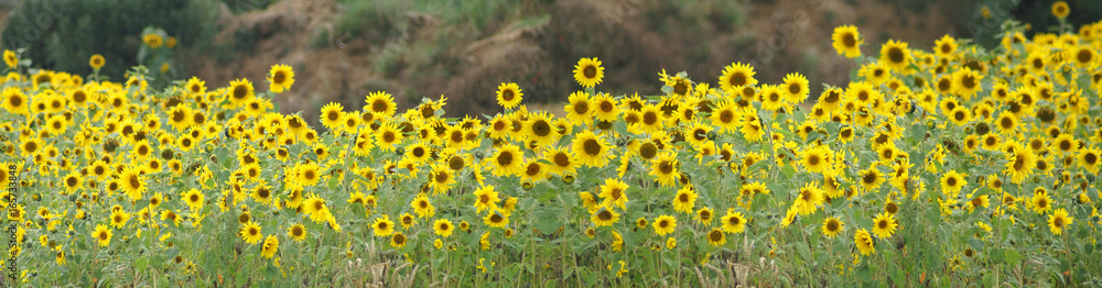 Wunderschöne Sonnenblumen