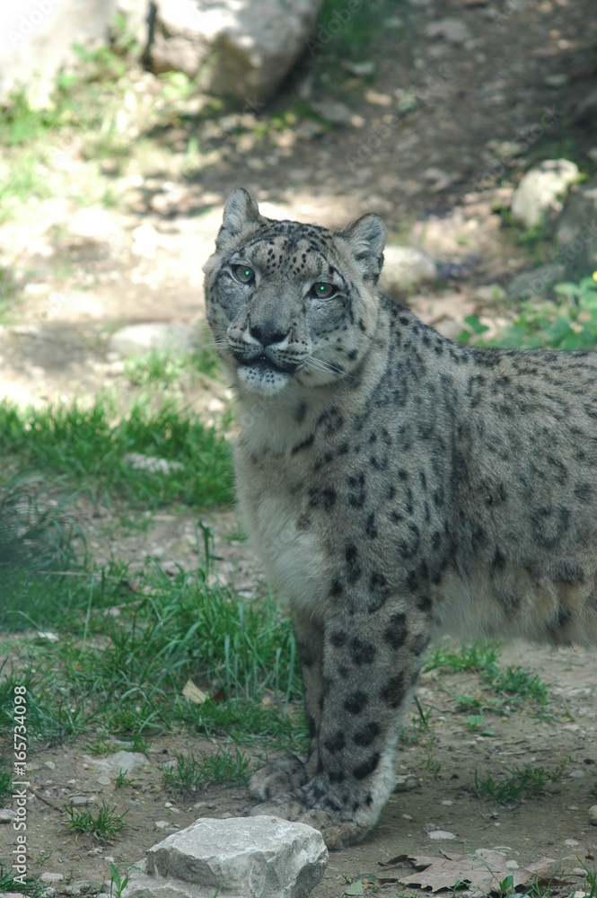 Obraz premium ghepardo