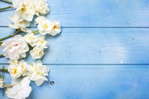 Fototapeta Naklejka Na Ścianę i Meble -  Border from blue muscaries  and daffodils flowers on blue wooden background.