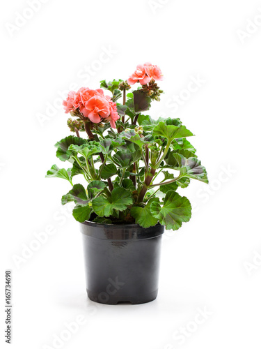 Fototapeta Naklejka Na Ścianę i Meble -  Colorful  Geranium flowers in a black flowerpot isolated on white