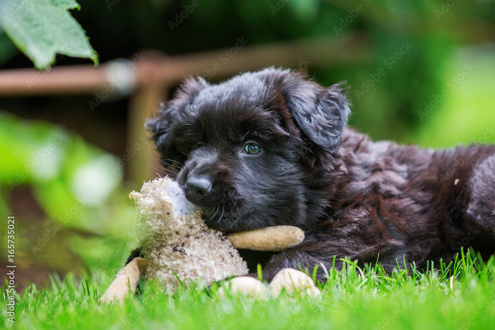old German shepherd puppy plays with a soft toy old German shepherd puppy plays with a soft toy