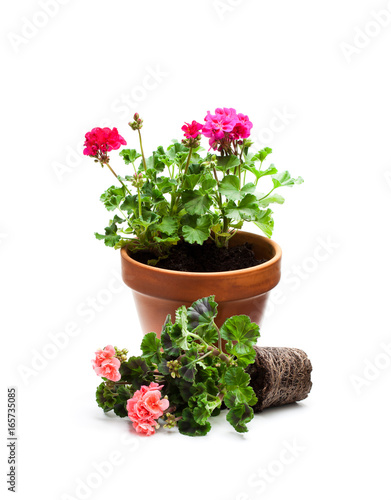 Fototapeta Naklejka Na Ścianę i Meble -  Colorful  Geranium flower ready for planting and flowerpot isolated on white
