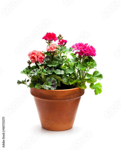 Fototapeta Naklejka Na Ścianę i Meble -  Colorful  Geranium flower in ceramic flowerpot isolated on white
