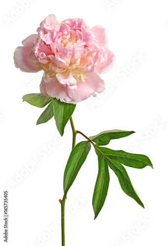 Beautiful peony flower on light background