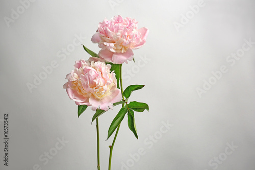 Beautiful peony flowers on light background