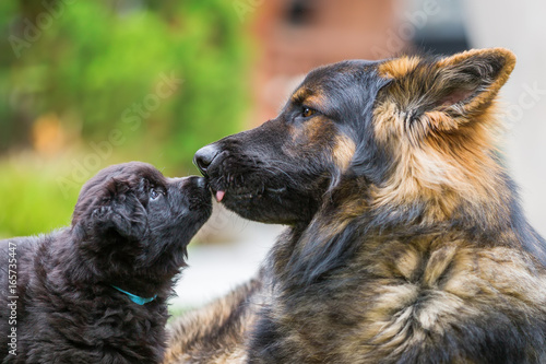 Photography old German shepherd with a puppy