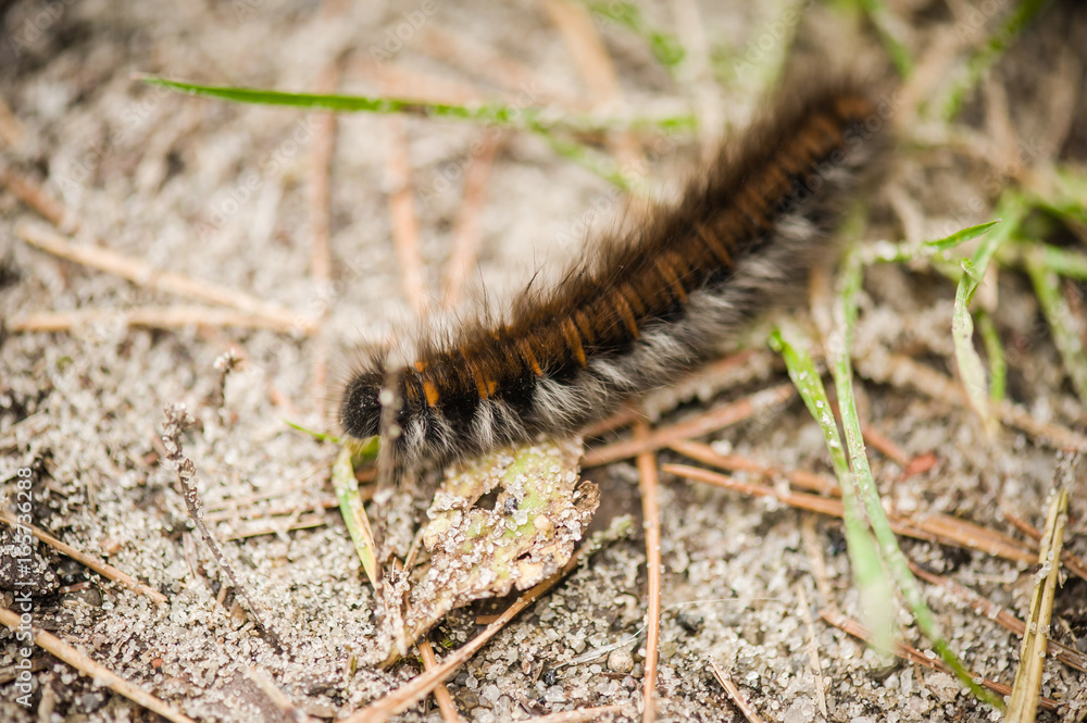 Caterpillar early spring Caterpillar early spring