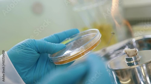 Petri dish with gold color reagent: chemical reaction. A researcher or lab technician in blue sterile gloves mixes the reagents in a round test tube to get a reaction. Conducting a chemical experiment photo