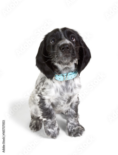 Puppy of Russian Spaniel. Isolated on white background